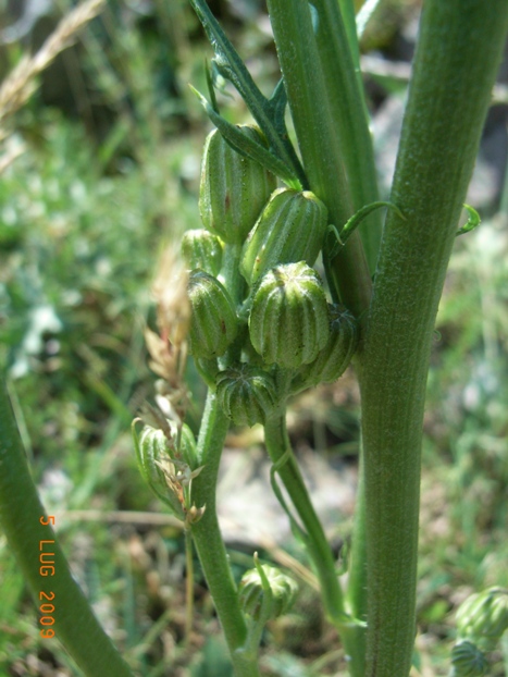 Crepis lacera / Radicchiella laziale